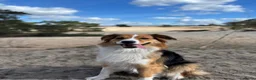 Australian Shepherd honden te koop: Lieve Australian Shepherd pups - Advertentie 14