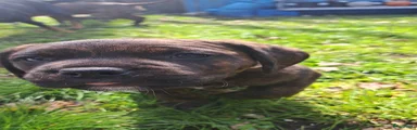 Kruising Puppy 2