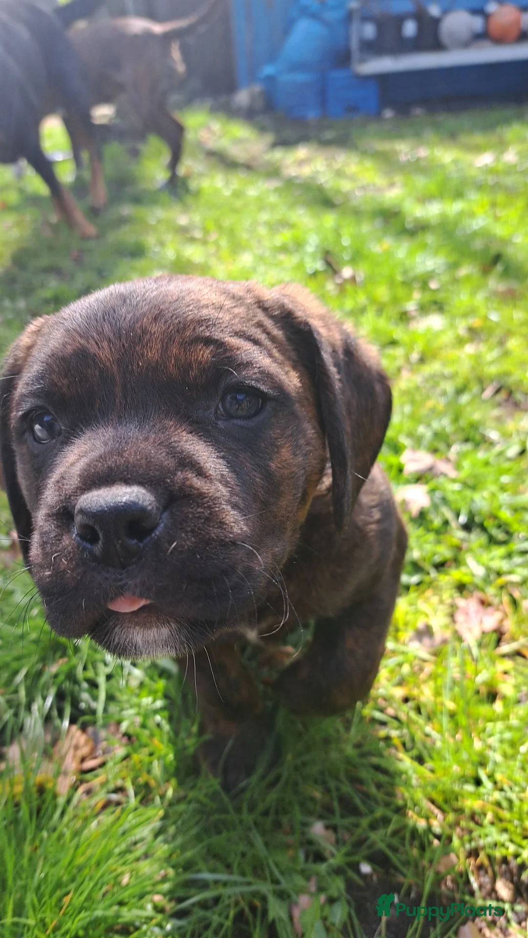 Kruising honden te koop: Rottweiler x RottweilerxBullyXL - Advertentie 22