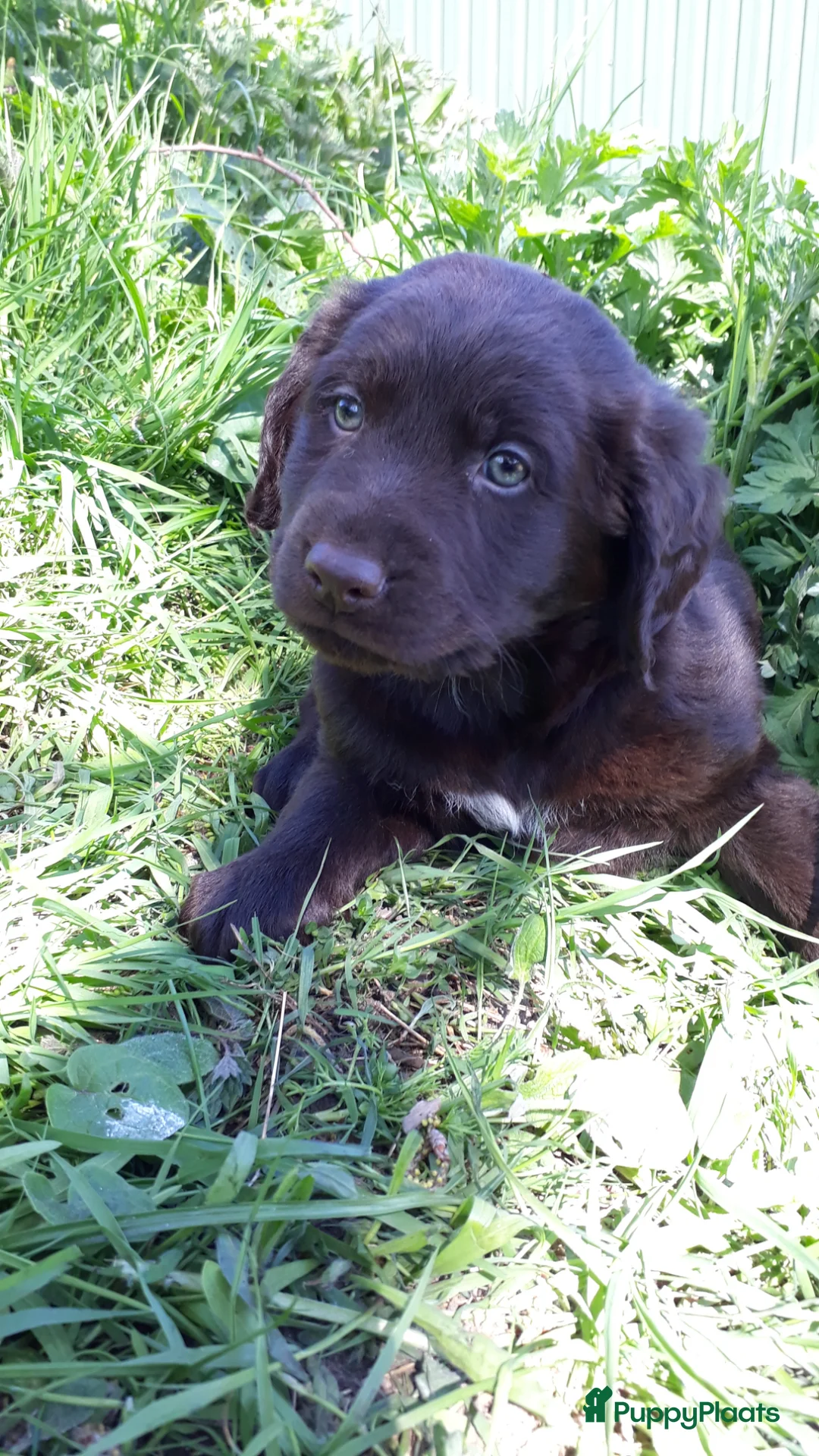 Kruising honden te koop: Friese Stabij X Labrador/Friese Stabij reutje pup - Advertentie 2