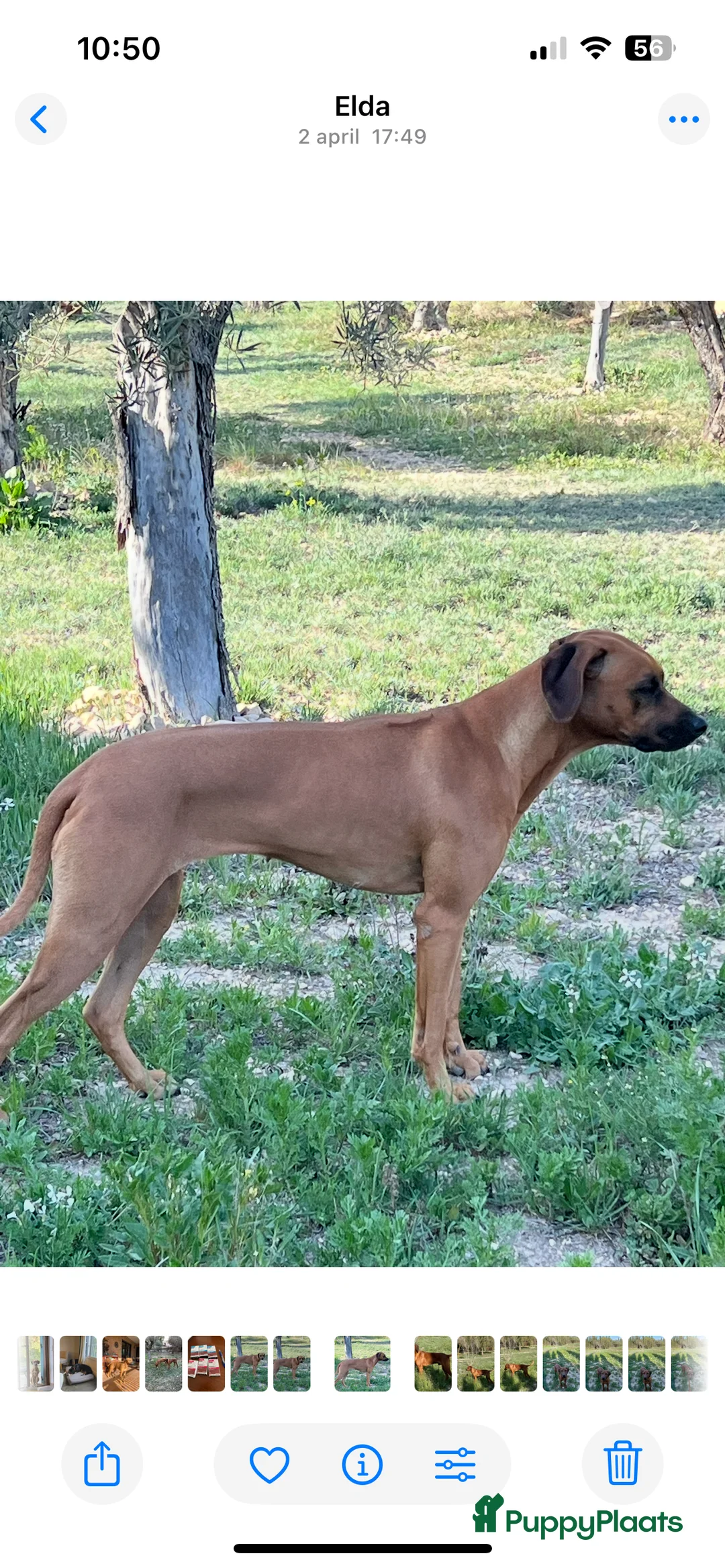 Rhodesian Ridgeback honden te koop: Rhodesian Ridgeback pups - Advertentie 4