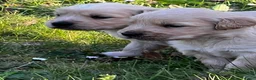 Golden Retriever honden te koop: Lieve Golden Retriever pups  - Advertentie 4