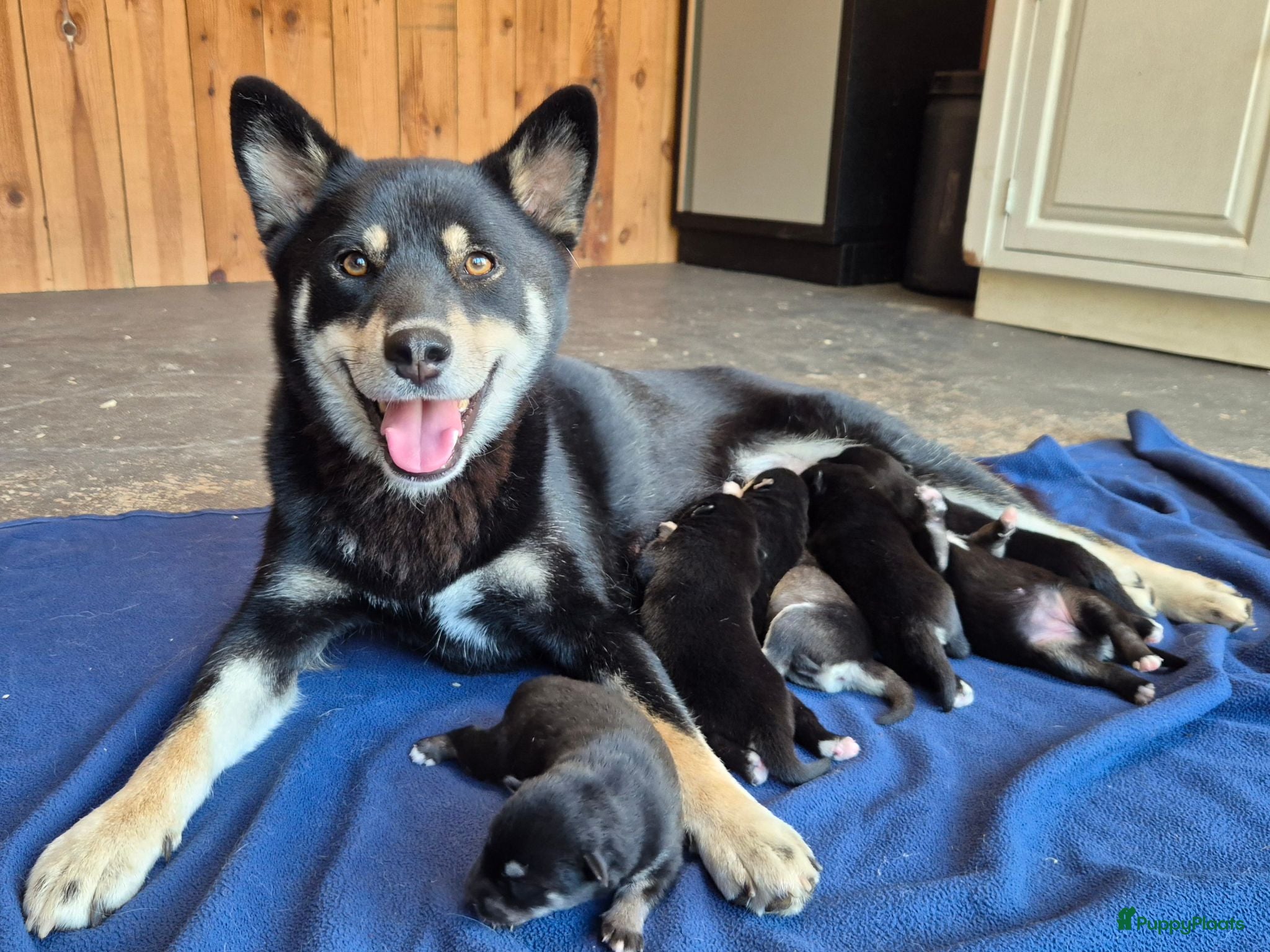 Kruising honden Pomsky (3/4) x Shiba inu (1/4) pups - Advertentie 6