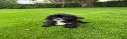 Kruising honden te koop: Boomer x Poedel (Boompoo) pups - Advertentie 15