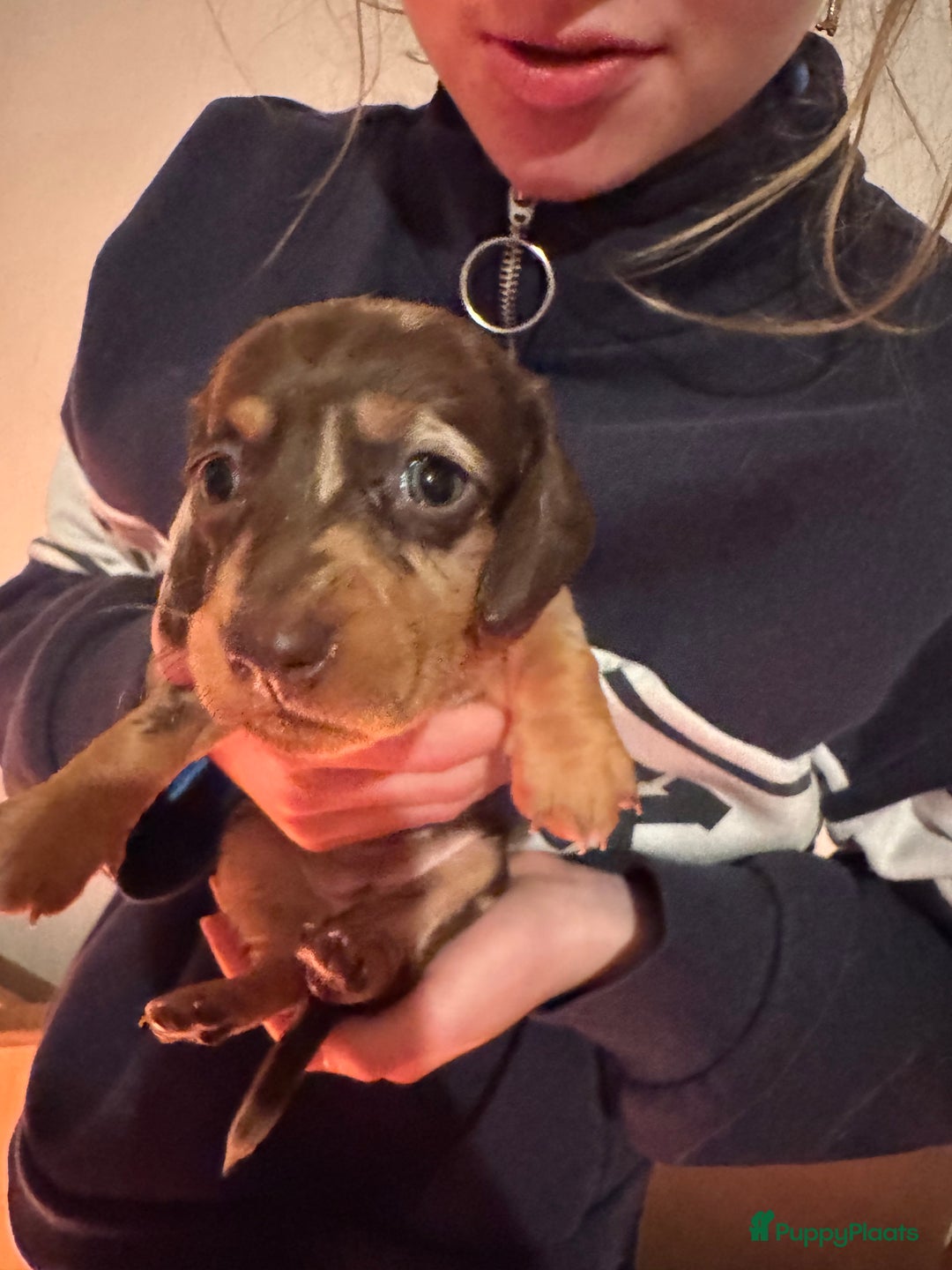 Teckel (korthaar)  honden te koop: Teckel puppy’s  - Advertentie 16