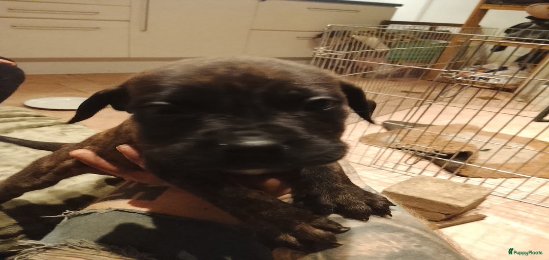 Galerij afbeelding {{count}}