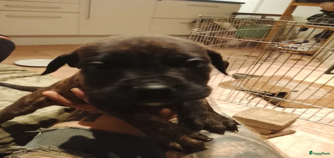 Galerij afbeelding {{count}}