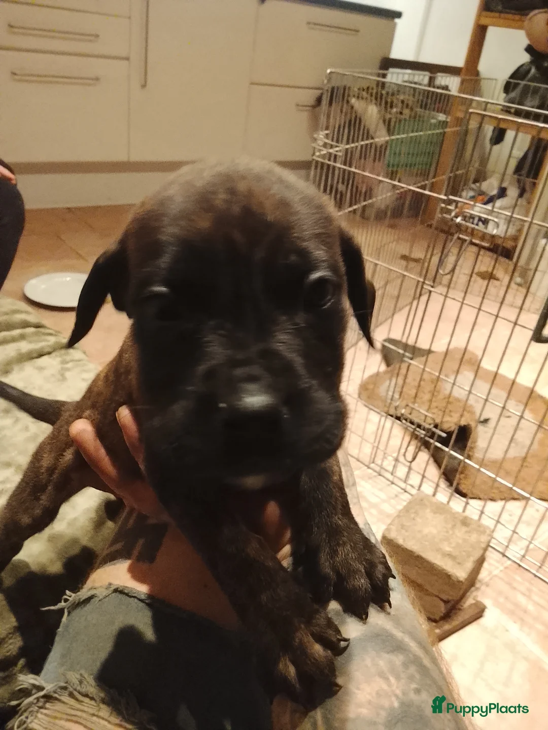 Galerij afbeelding {{count}}