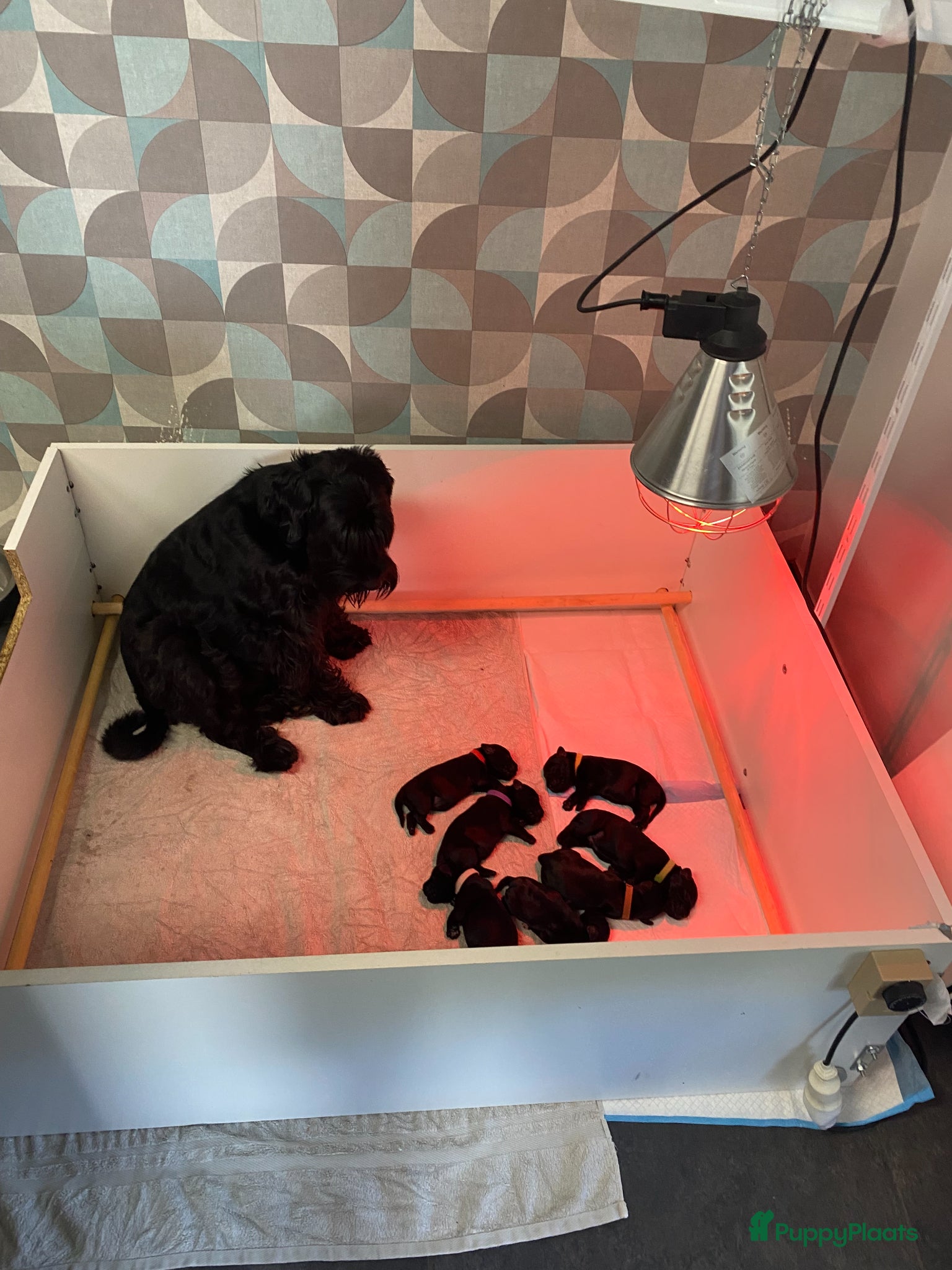 Schnauzer honden Zwarte Middenslag Schnauzer puppy's - Advertentie 1