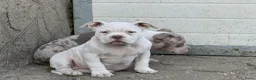 Amerikaanse Bully honden te koop: American bully pocket pups - Advertentie 2