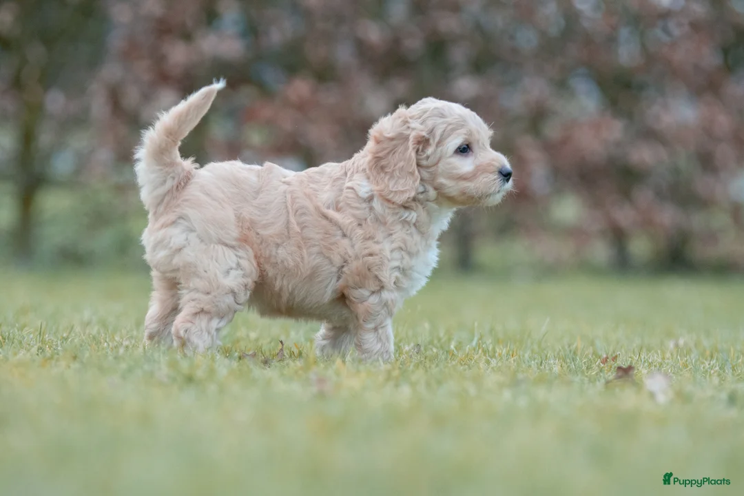 Labradoodle honden te koop: prachtige labradoodle x australian labradoodle - Advertentie 7