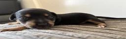 Jack Russel Terriër honden te koop: Gezonde Jack russell pups te koop - Advertentie 9