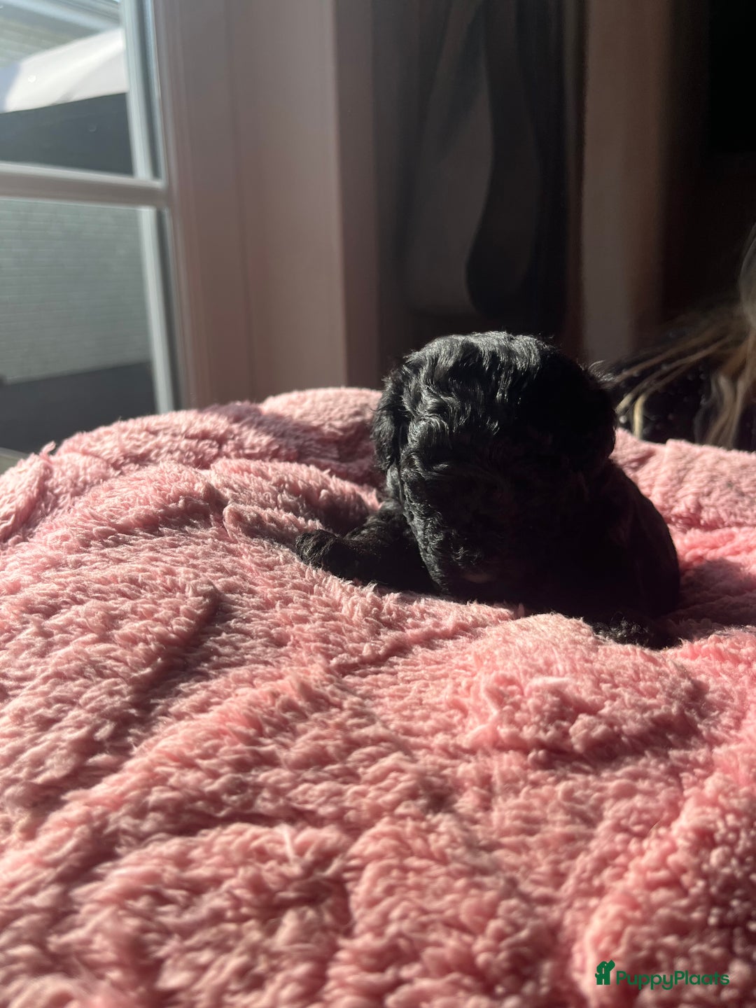 Poedel Toy honden te koop: Toy poedel pups  in Oss - Afbeelding 11