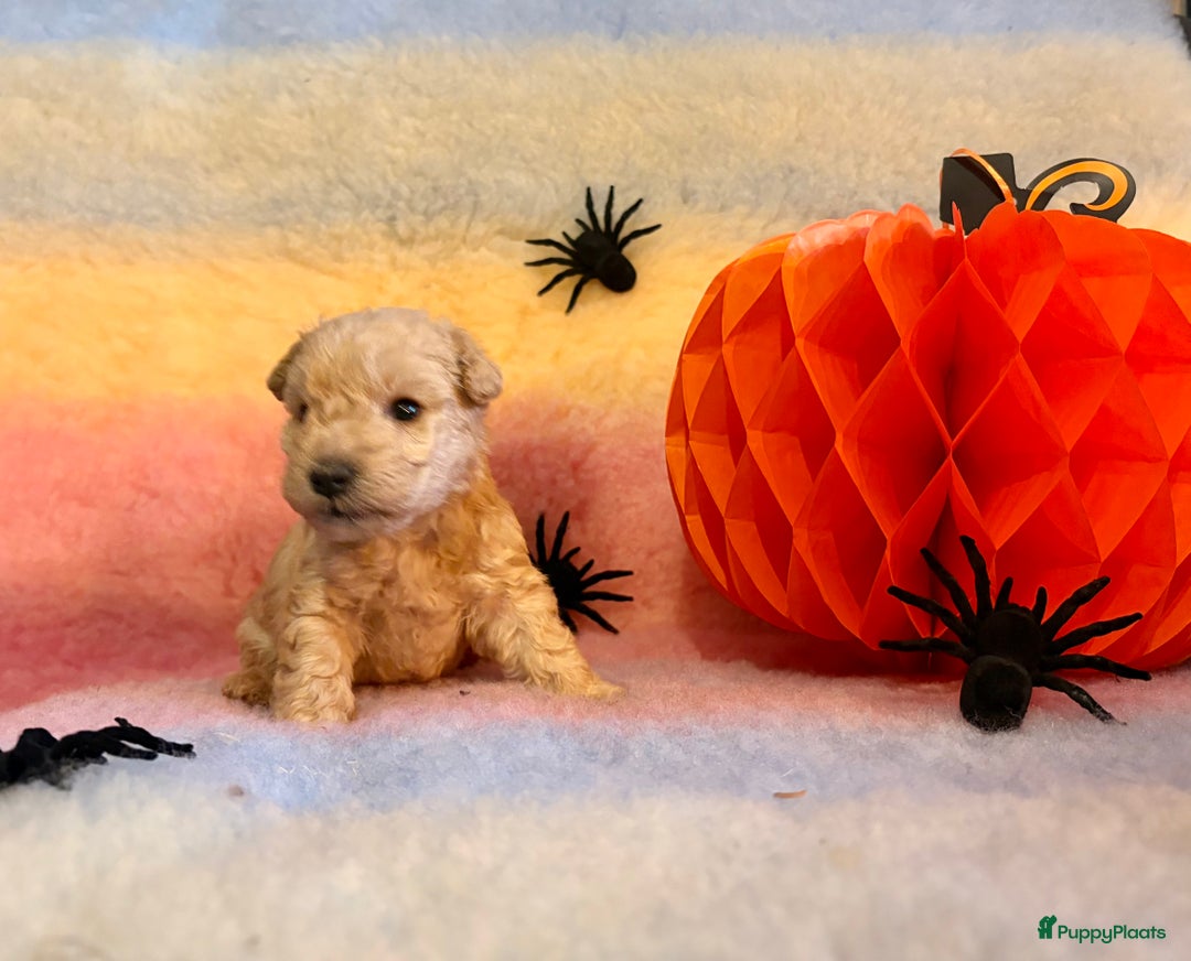 Lakeland Terriër honden te koop: Mooi rood Lakeland teefje  - Advertentie 5