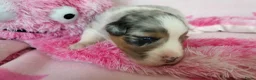 Australian Shepherd honden te koop: Australian Shepherd met FCI Stamboom - Advertentie 13