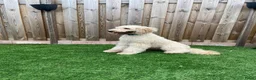 Goldendoodle honden te koop: Standaard goldendoodle pups fleece vacht - Advertentie 17