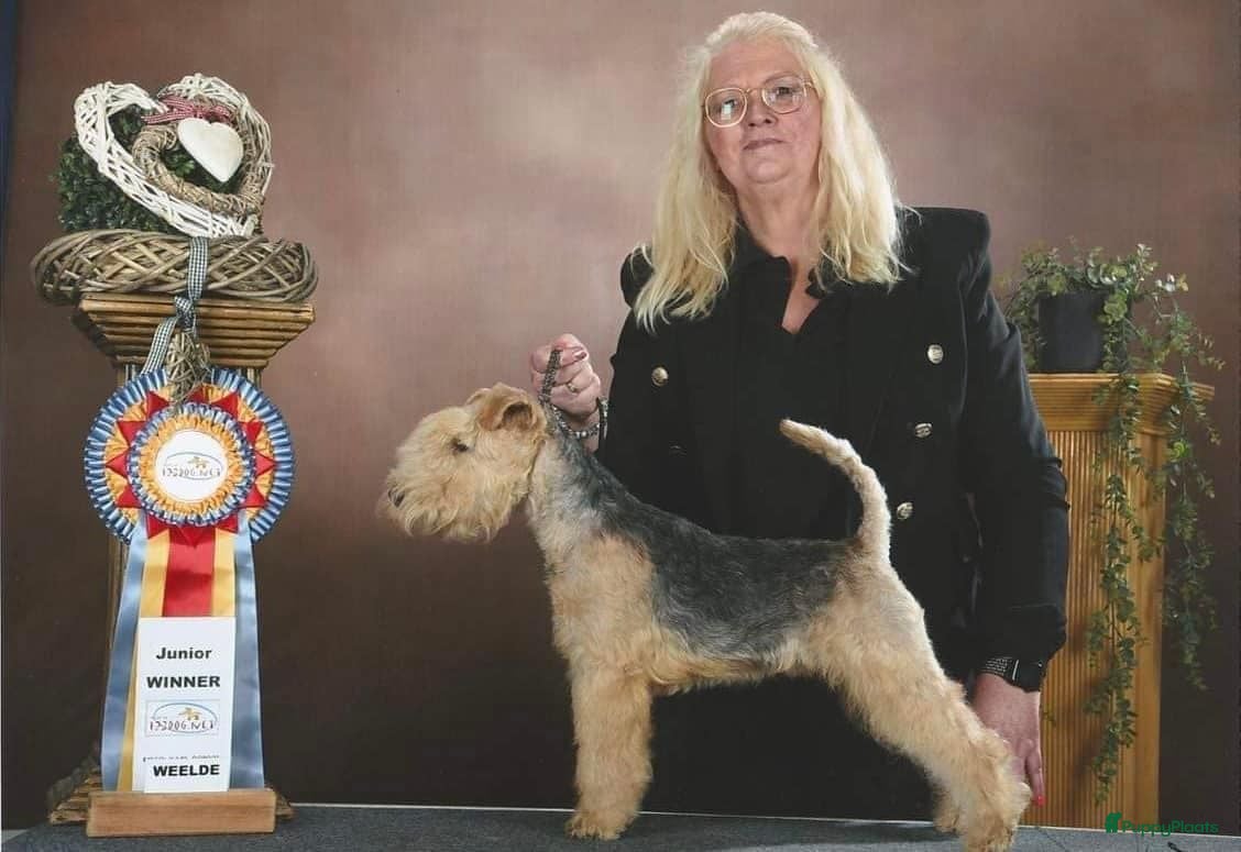 Lakeland Terriër honden Lakeland reu voor herplaatsing - Advertentie 1