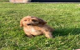 Cockapoo honden te koop: Hele lieve Cockapoo pups - Afbeelding 5
