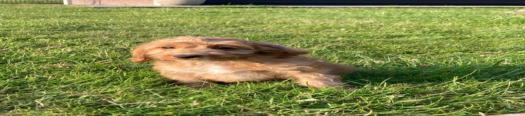 Cockapoo Puppy 4
