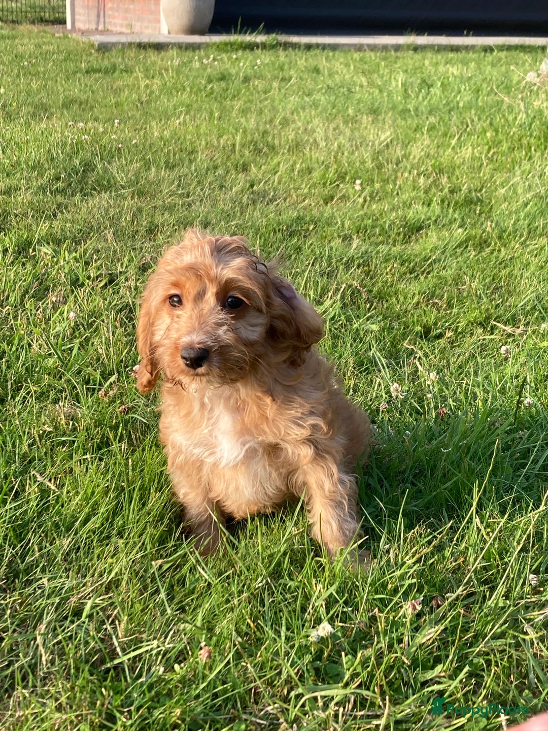 Cockapoo honden te koop: Hele lieve Cockapoo pups - Afbeelding 5