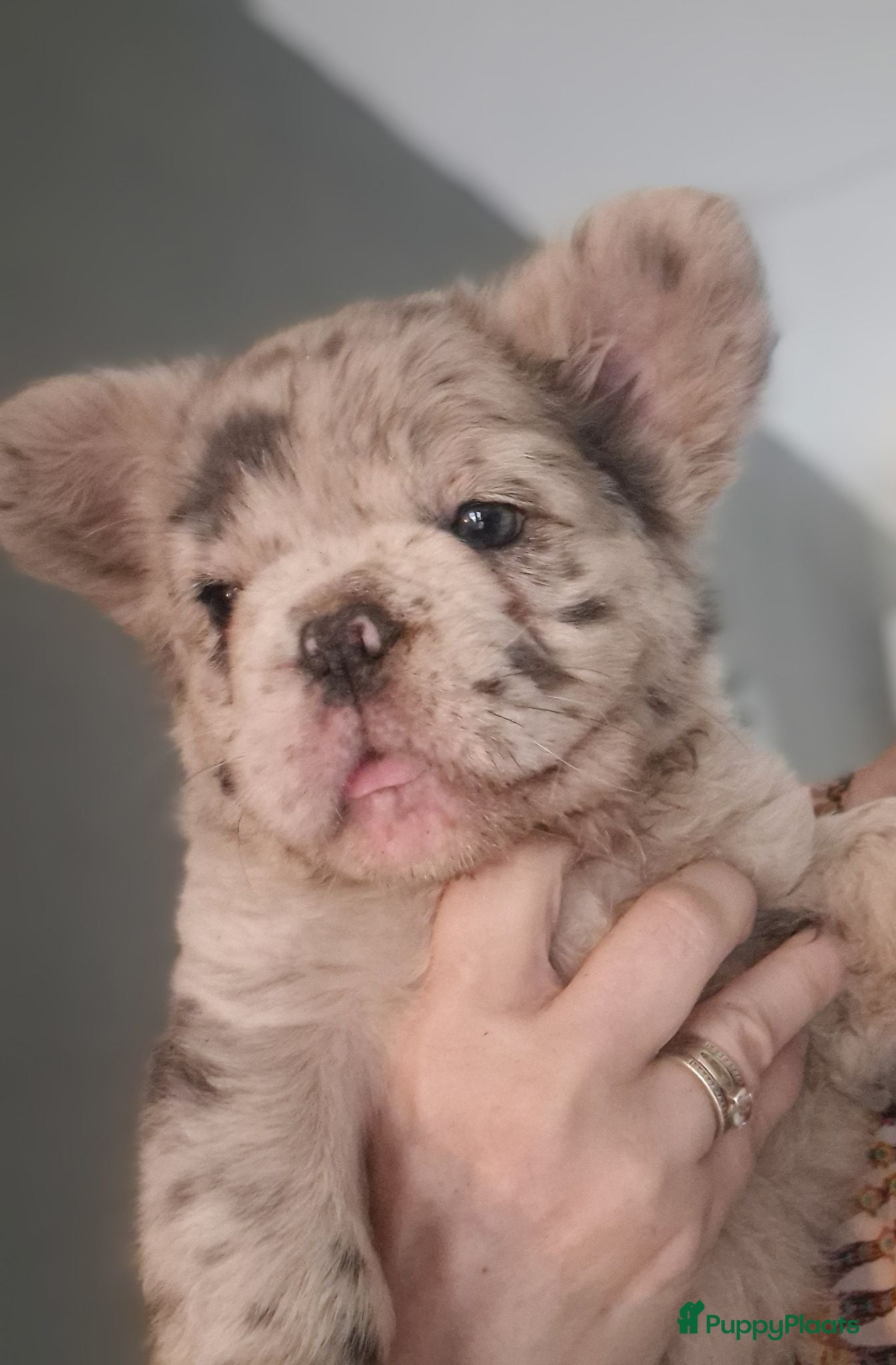 Franse Bulldog honden Laatste mooie teefje. Franse bulldog. Fluffy/Merle - Advertentie 18