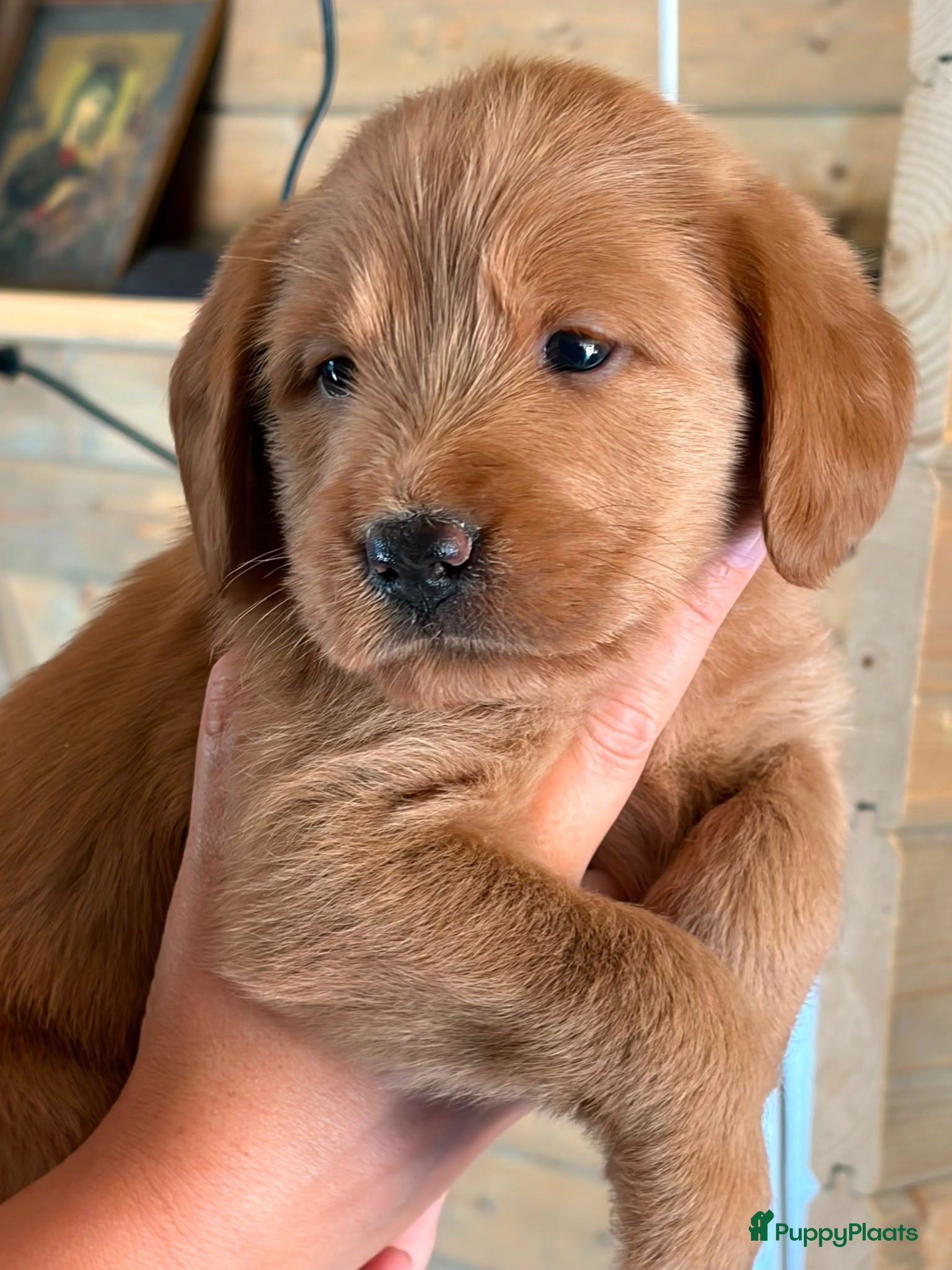 Labradoodle honden Exclusief Medium Labradoodle nest 🐾 - Advertentie 4