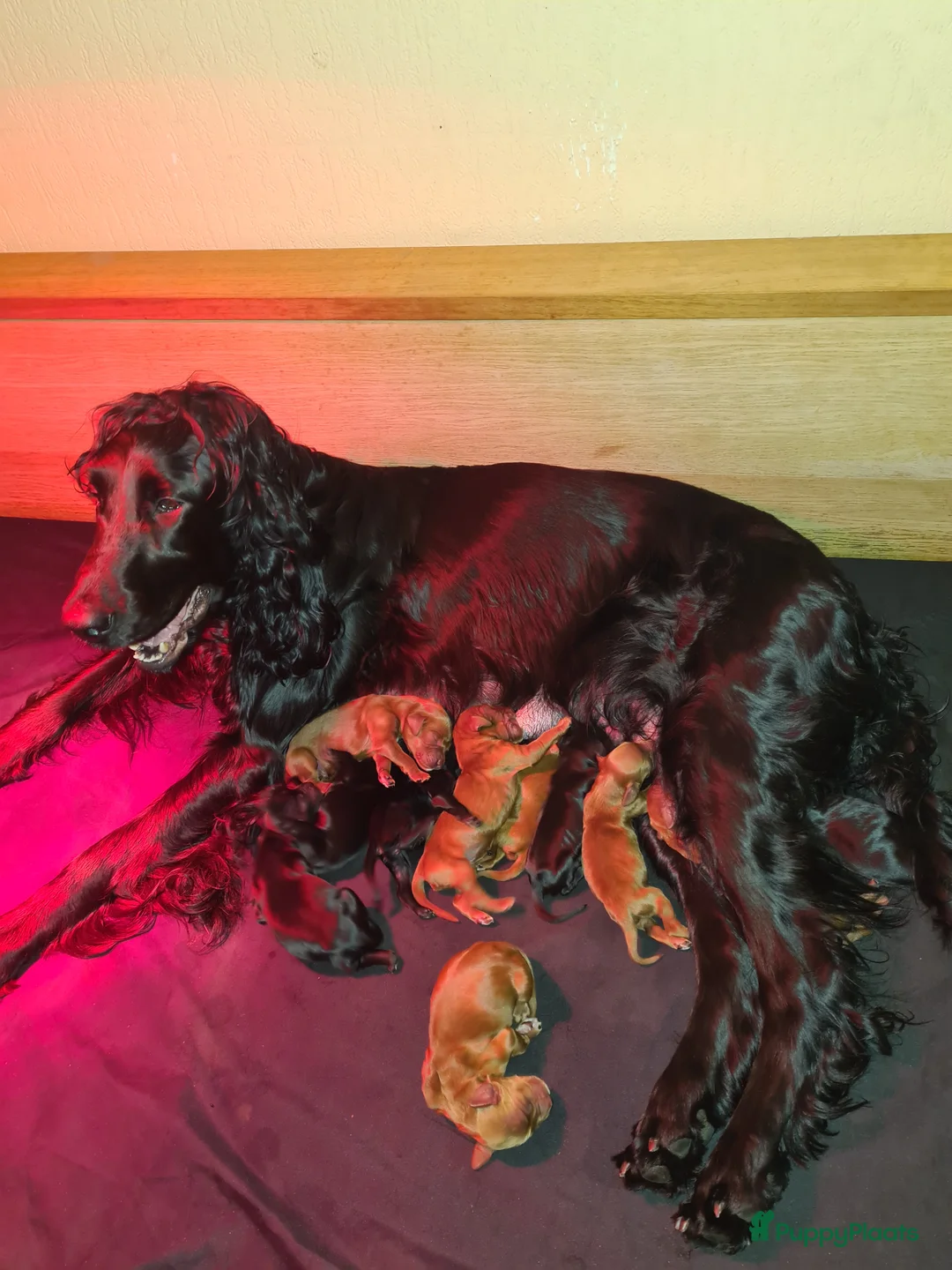Ierse Setter honden te koop: Ierse setter pups  - Advertentie 1