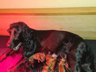 Ierse Setter honden Ierse setter pups - Advertentie 4