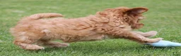 Maltipoo honden te koop: Lieve Maltipoo teefje zoekt haar gouden mandje - Advertentie 9