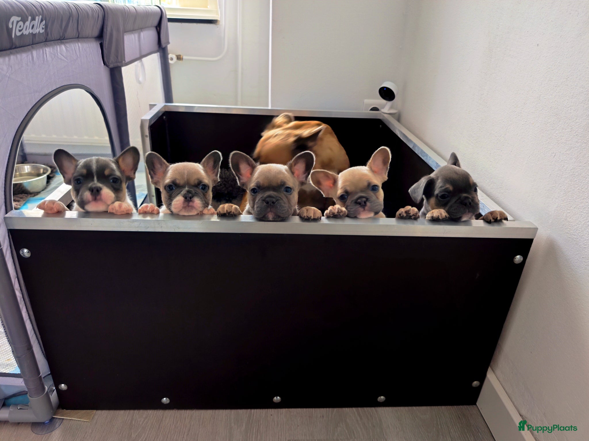 Franse Bulldog honden Prachtige Franse bulldog pups met stamboom - Advertentie 2