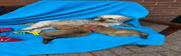 Overig honden te koop: Schattige Puppy's te koop - Advertentie 12