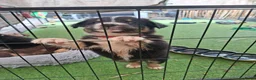 Australian Shepherd honden te koop: Nog 4 mooie austrailian shepherds pups - Advertentie 8
