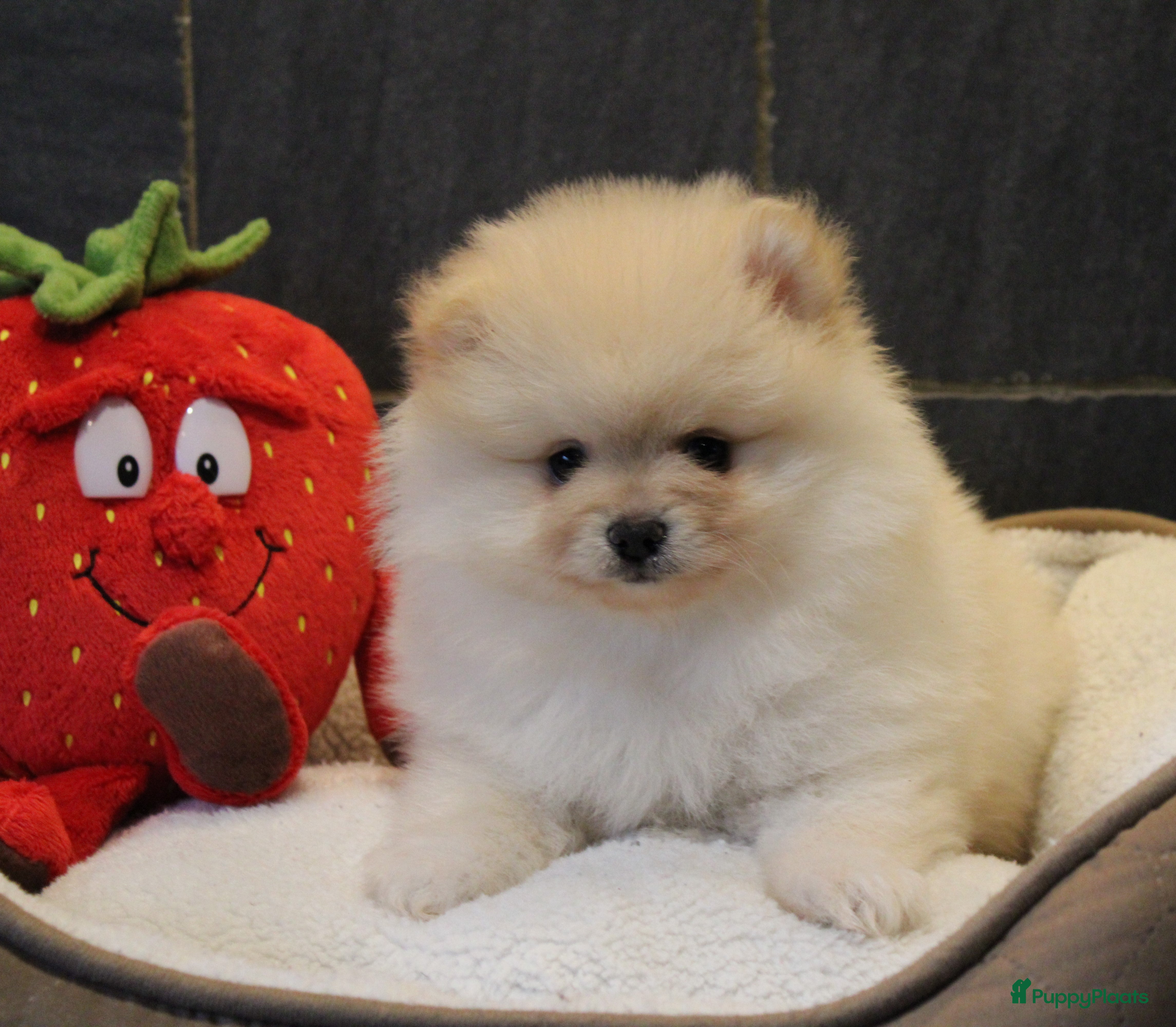 Pomeriaan honden Pomeriaan pups - Advertentie 5