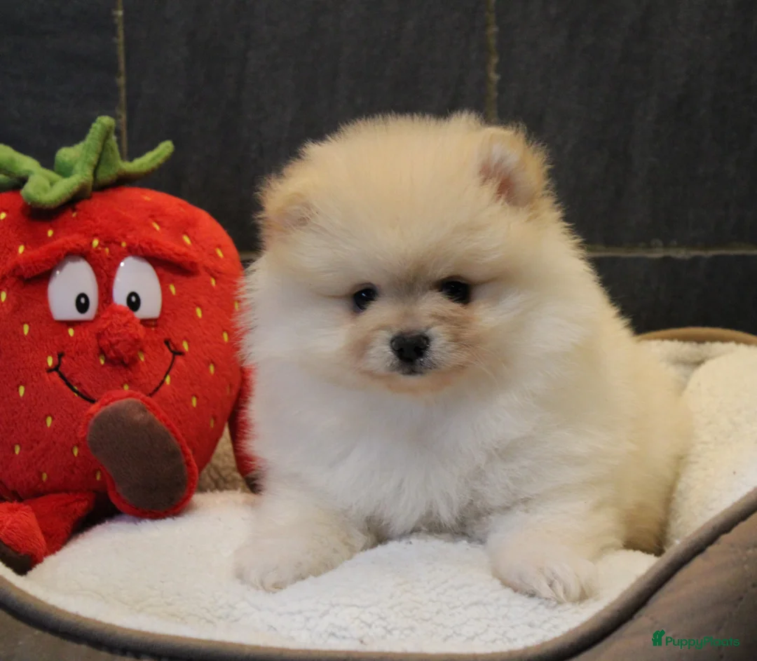 Pomeriaan honden te koop: Pomeriaan pups - Advertentie 1