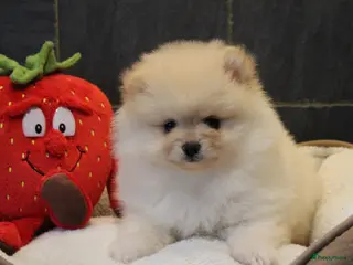 Pomeriaan honden Pomeriaan pups - Advertentie 4