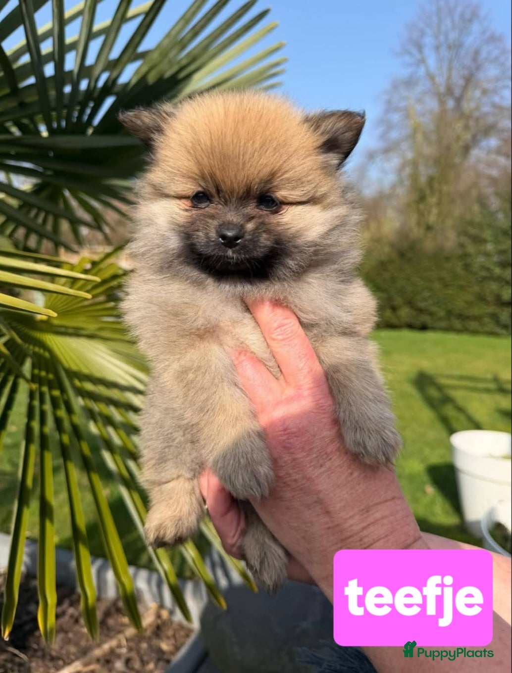 Pomeriaan honden Zeer lieve gesocialiseerde puppy - Advertentie 15