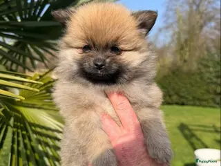 Pomeriaan honden Zeer lieve gesocialiseerde puppy - Advertentie 15