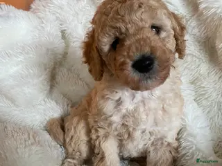 Kruising honden Reu half Australian mini labradoodle - Advertentie 1