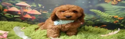 Australian Labradoodle honden te koop:  Nog 3 pupjes Mini/medium Australian labradoodle  - Advertentie 3