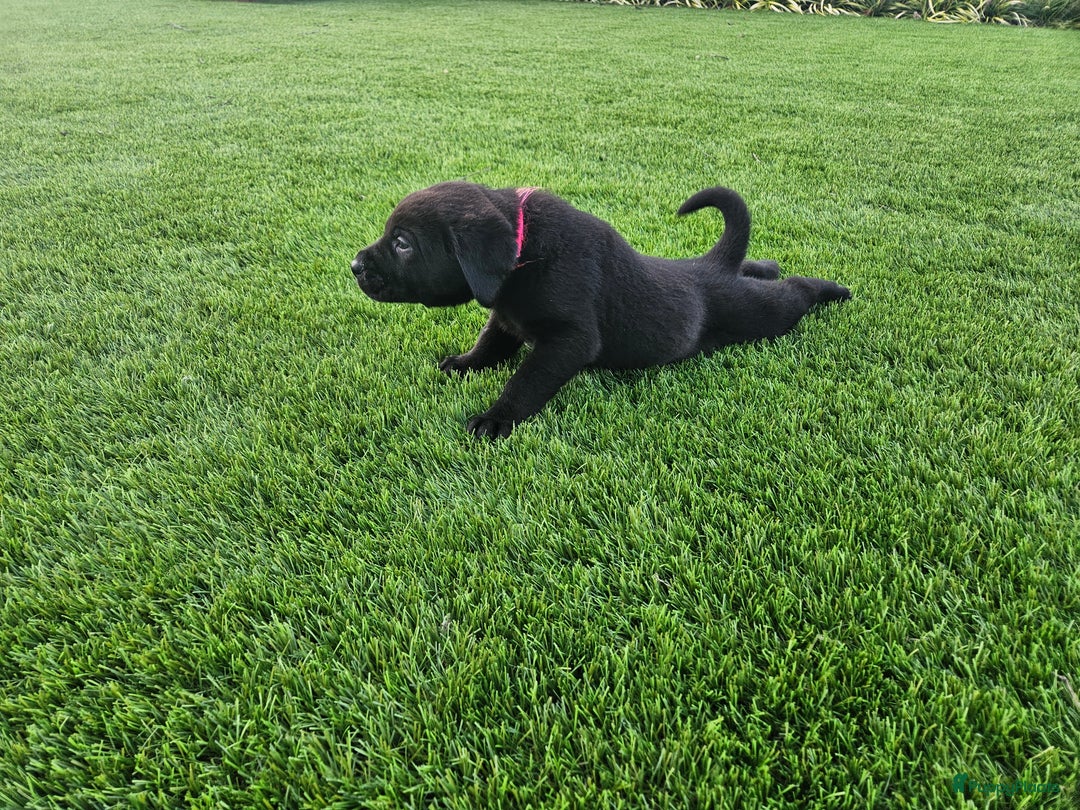 Kruising honden te koop: Grote zwitserse sennenhond x labrador pups - Advertentie 2