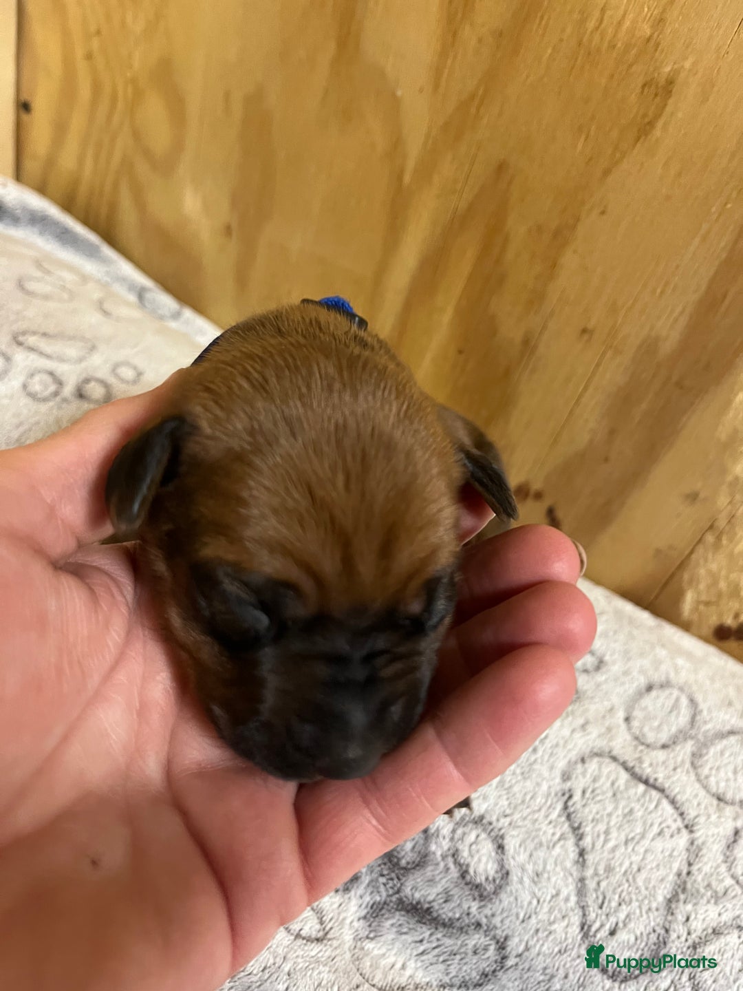 Rhodesian Ridgeback honden te koop: Rhodesian Ridgeback 7 reutjes geboren - Advertentie 34