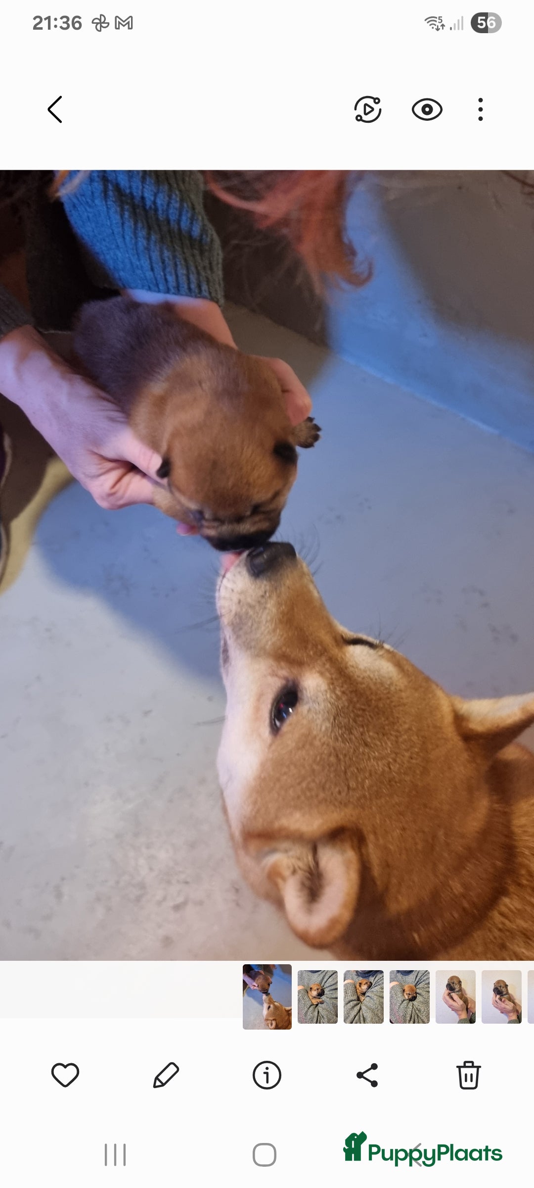 Shiba honden te koop: Shiba inu pups met f.c.i stamboom  - Advertentie 7