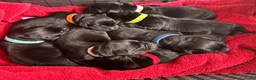 Labrador Retriever honden te koop: Zwarte Labradorpups beschikbaar - Advertentie 1