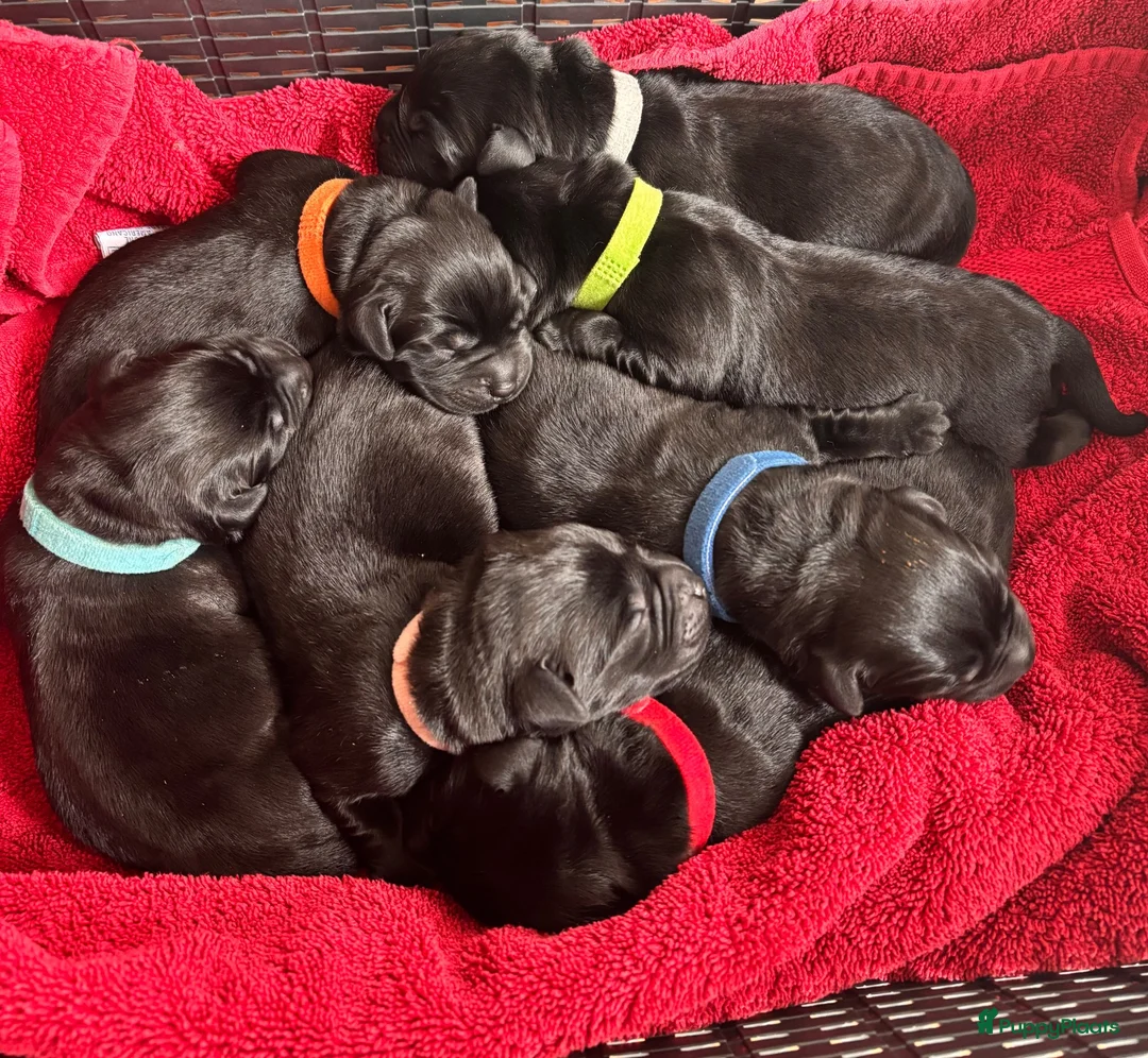 Labrador Retriever honden te koop: Zwarte Labradorpups beschikbaar - Advertentie 1