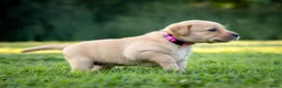 Labrador Retriever honden te koop: Labrador Retriever pups - blond en red fox - Advertentie 12