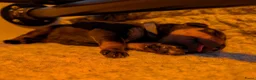 Rottweiler honden te koop: Prachtige Rottweilerpups  - Advertentie 5