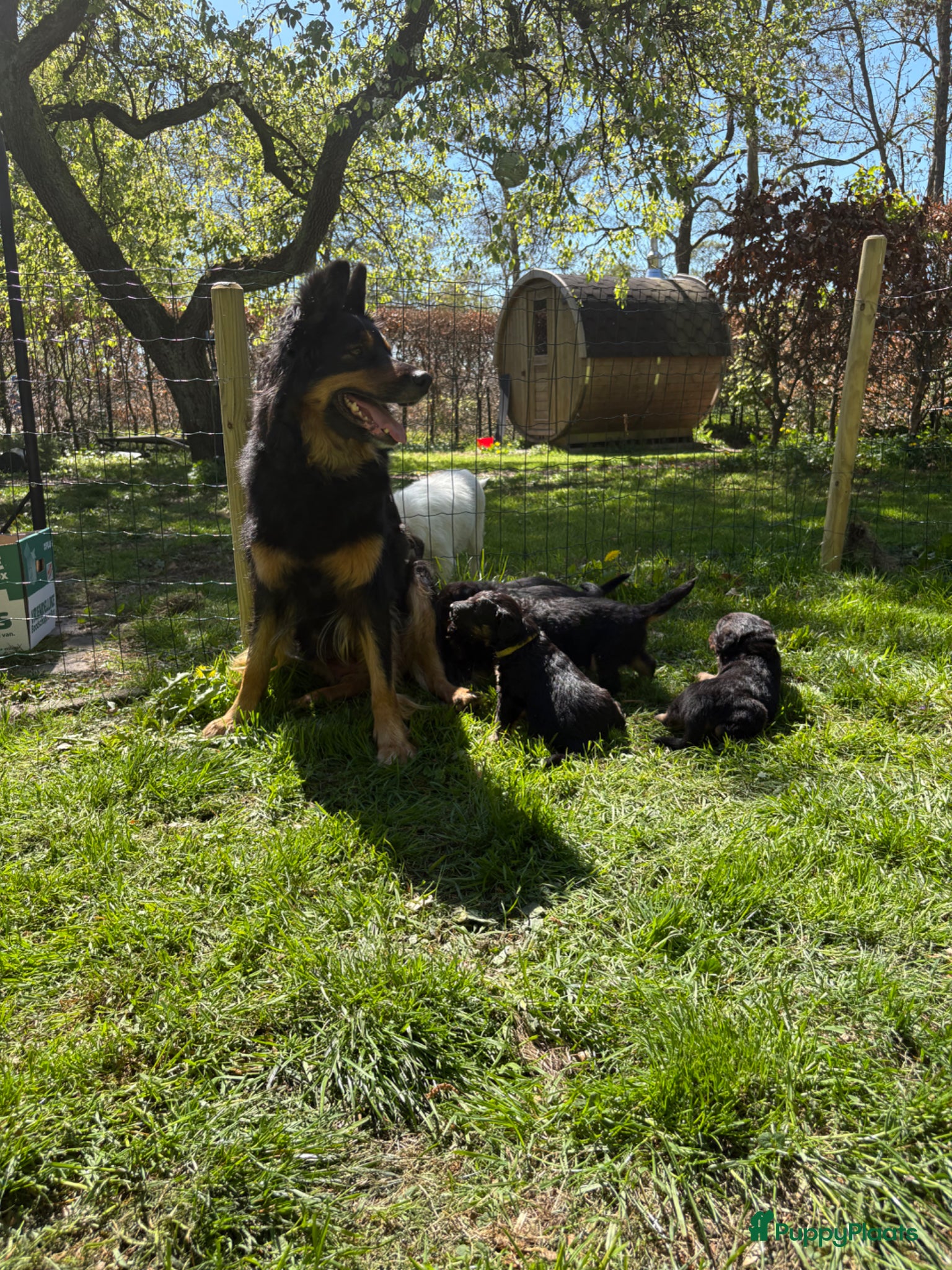 Kruising honden te koop: Nog 1 lieve pup te koop in Niebert - Advertentie 15