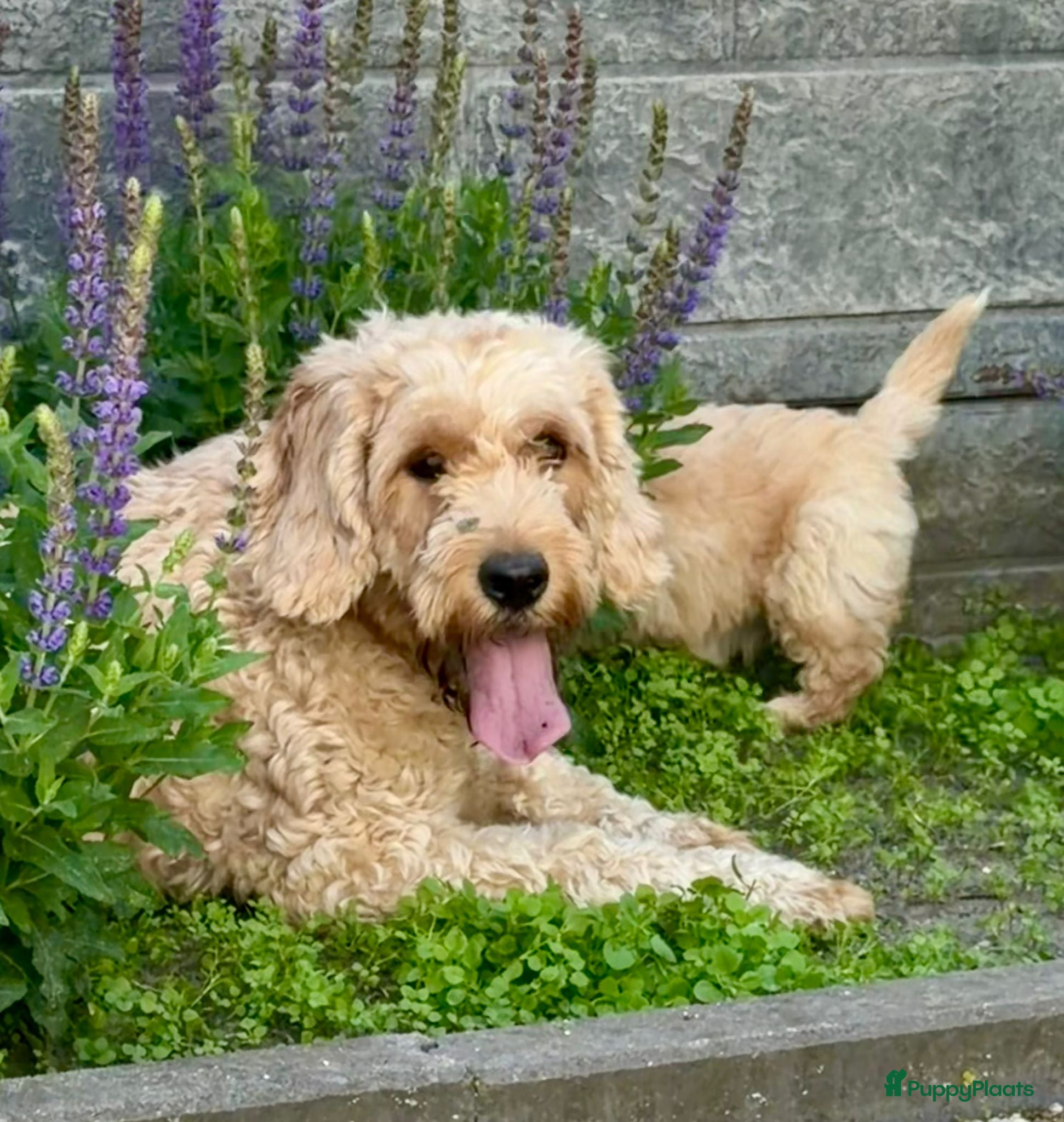 Cockapoo honden te koop: Cockapoo x boomer pups  - Advertentie 23