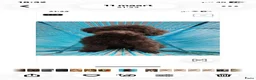 Poedel Toy honden te koop: 3 prachtige toy poedels  - Advertentie 24
