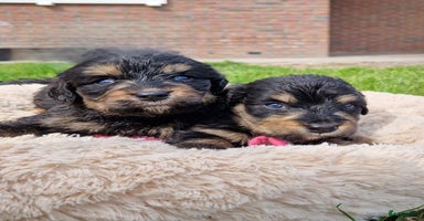 Bernedoodle honden - Advertentie 13